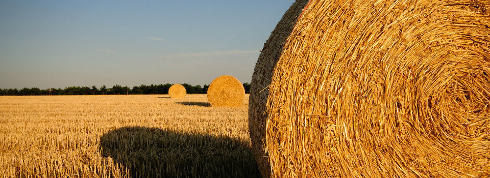 Summer holidays