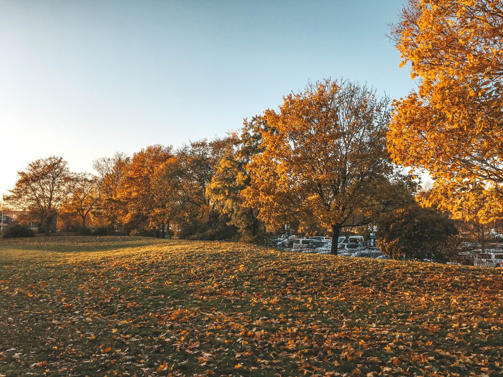 Autumn in Sweden - Trees/الخريف
